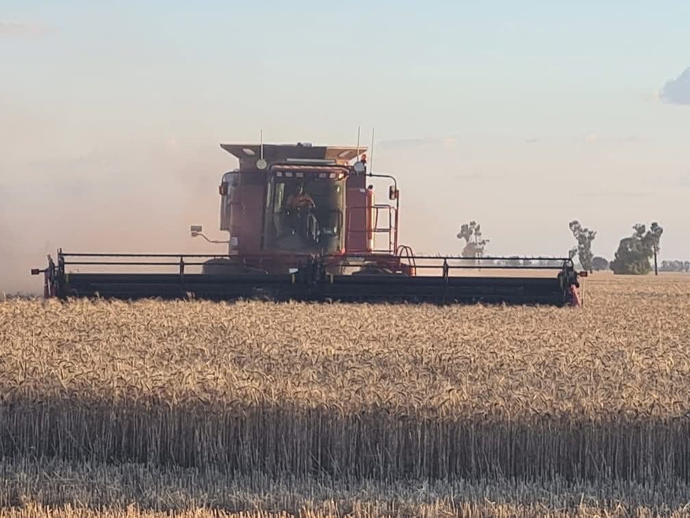 Case IH combine harvesting wheat